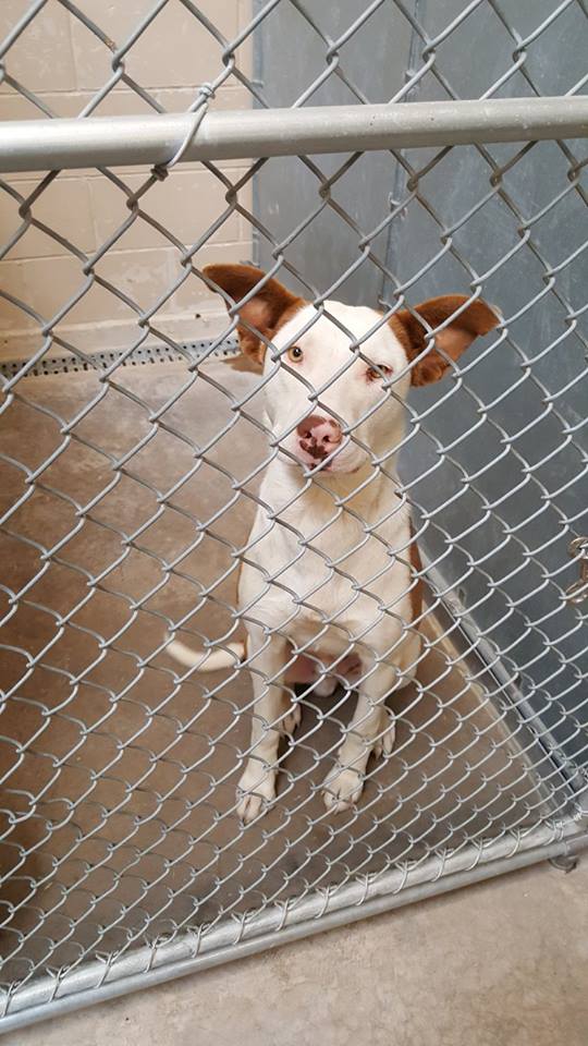 TOPPER located in Roswell, NM was saved