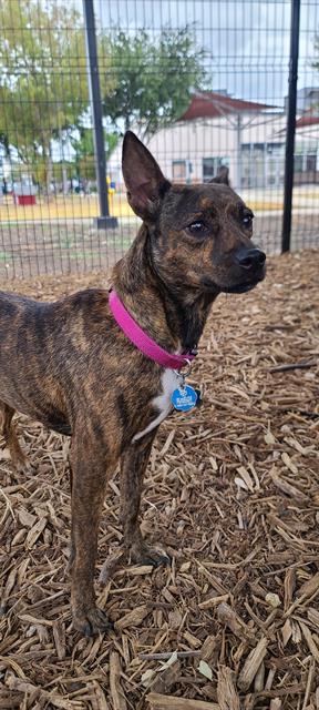 Brindle rat terrier store mix