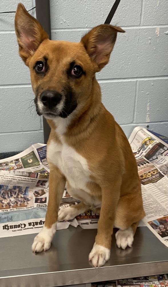 can a basenji and a german shepherd dog be friends