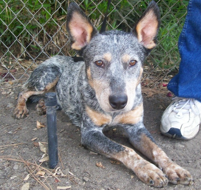 BANJO located in Visalia, CA was saved