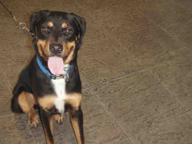 Mountain cur best sale rottweiler mix