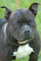 ACE CAPONE B79 located in Johnson City, TN has an unknown status at ...