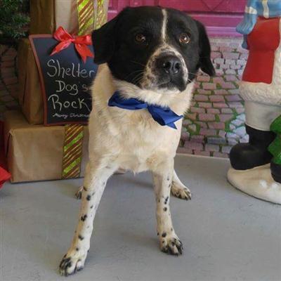 beanie boo border collie