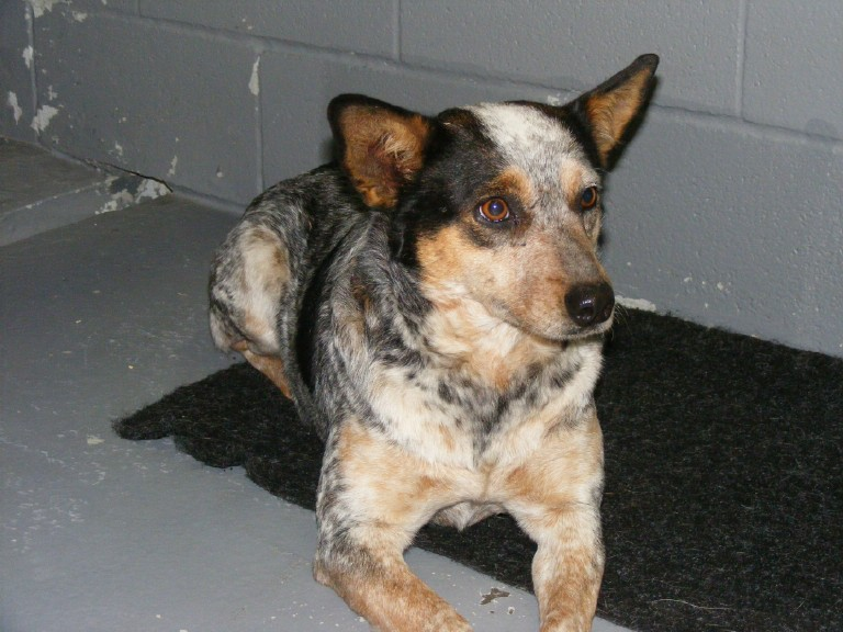 BLUE HEELER GIRL located in Sulphur Springs, TX was saved