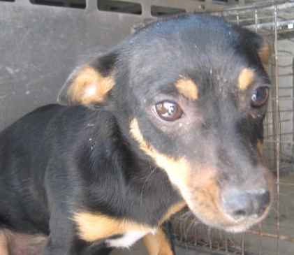 Min pin best sale hound mix