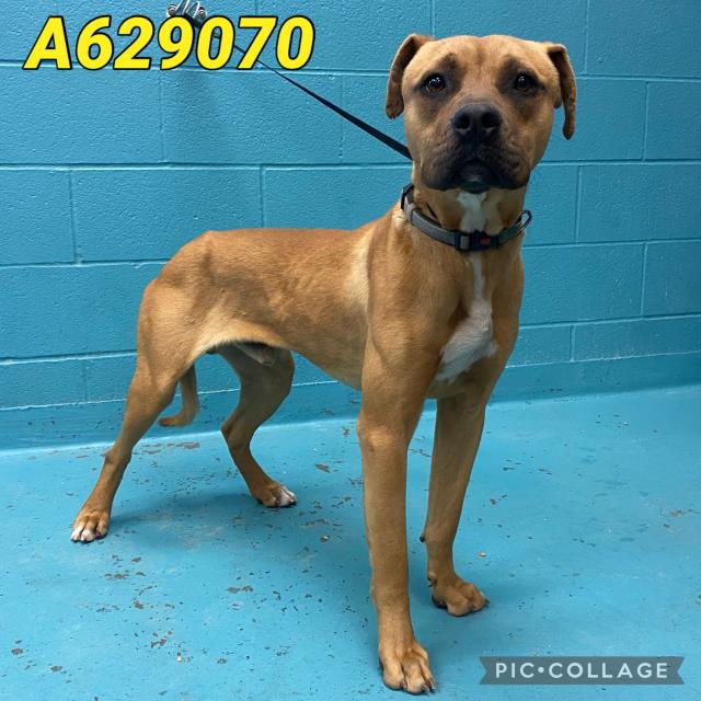 Main Photo of this Dog