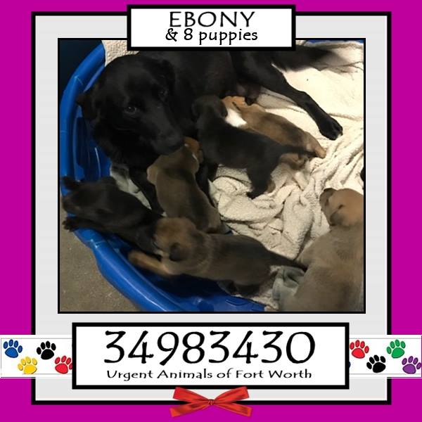 EBONY & PUPPIES located in Fort Worth, TX has an unknown status at this ...